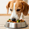 Should Dogs Eat Kibble? Exploring the Best Diet for Our Canine Companions