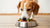 Should Dogs Eat Kibble? Exploring the Best Diet for Our Canine Companions