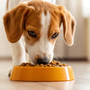 Should Dogs Eat People Food? Understanding the Risks and Benefits