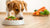 Should Dogs Eat Real Food? A Comprehensive Guide to Canine Nutrition