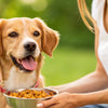 Should Dogs Eat Spicy Food? What You Need to Know