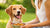 Should Dogs Eat Spicy Food? What Every Dog Owner Should Know