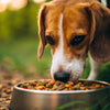 Should Dogs Eat the Same Food All the Time? Exploring the Ideal Canine Diet