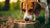 Should Dogs Eat the Same Food All the Time? Exploring the Ideal Canine Diet-140294914287