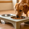 Should Dogs Eat Their Food Elevated?