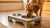 Should Dogs Eat Their Food Elevated? A Comprehensive Guide-140212273391