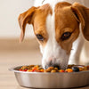 Should Dogs Eat Warm Food? Exploring the Benefits and Best Practices