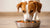 Should Dogs Eat Warm Food? Exploring the Benefits and Best Practices