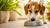 Should Dogs Eat Wet Food or Dry Food? Understanding the Best Diet for Your Pup