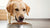 Should Dogs Eat Wet or Dry Food? Understanding the Best Nutrition for Your Furry Friend