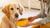 Should Dogs Have Dry or Wet Food? A Comprehensive Guide for Pet Owners