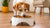 Should Dogs Have Elevated Food Bowls? A Comprehensive Guide