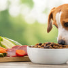 Should Dogs Have Grain in Their Food? Understanding the Nutrition Debate