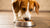 Should Dogs Have Wet and Dry Food? Exploring the Best Feeding Options for Your Canine Companion
