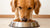 Should Dogs Have Wet or Dry Food? A Comprehensive Guide for Pet Owners