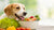 Should Dogs Just Eat Dry Food? Exploring the Nutritional Landscape
