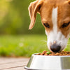 Should Dogs Only Eat Dog Food? Exploring Canine Nutrition with Confidence