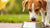 Should Dogs Only Eat Dog Food? Exploring Canine Nutrition with Confidence