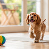 Should Dogs Only Eat Kibble? Exploring the Pros and Cons of Dry Dog Food