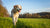 Should Dogs with Hip Dysplasia Exercise? Understanding the Right Approach for Your Furry Friend