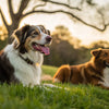 Should Dogs with Kennel Cough Exercise? Understanding the Best Approach for Your Pet
