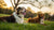 Should Dogs with Kennel Cough Exercise? Understanding the Best Approach for Your Pet