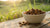Should Dry Dog Food Be Soaked? A Comprehensive Guide for Pet Owners