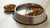 Should I Add Water to Dog Kibble? Exploring Benefits and Considerations