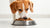 Should I Add Water to My Dog's Kibble? Exploring the Benefits and Considerations