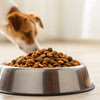 Should I Add Wet Food to My Dog's Dry Food? Exploring the Benefits and Best Practices