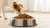 Should I Add Wet Food to My Dog's Dry Food? Exploring the Benefits and Best Practices
