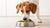 Should I Be Feeding My Dog Grain-Free Food? A Comprehensive Guide to Canine Nutrition