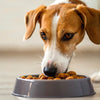 Should I Be Feeding My Dog Wet Food? A Comprehensive Guide to Choosing the Right Diet