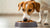Should I Be Feeding My Dog Wet Food? A Comprehensive Guide to Choosing the Right Diet