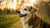 Should I Buy Senior Dog Food? Understanding Your Aging Dog's Nutritional Needs-141219692783