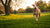 Should I Feed My Dog Before or After Exercise? A Comprehensive Guide to Optimal Feeding Times
