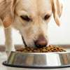 Should I Feed My Dog Dry Food? Exploring the Pros and Cons of Canine Nutrition