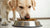 Should I Feed My Dog Dry Food? Exploring the Pros and Cons of Canine Nutrition