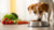 Should I Feed My Dog Dry Food or Wet Food? Understanding the Best Options for Your Pup
