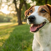 Should I Feed My Dog Grain-Free Food or Not? Exploring the Facts and Myths