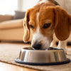 Should I Feed My Dog Kibble? Understanding Dog Food Choices for Optimal Health