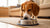 Should I Feed My Dog Kibble? Understanding Dog Food Choices for Optimal Health
