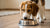 Should I Feed My Dog Raw Food? Exploring the Benefits and Risks