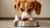Should I Feed My Dog Wet Food? Exploring the Benefits and Considerations