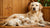 Should I Feed My Nursing Dog Puppy Food? A Comprehensive Guide
