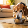 Should I Feed My Senior Dog Wet or Dry Food? Understanding the Best Nutrition Choices for Aging Canines