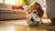Should I Feed My Senior Dog Wet or Dry Food? Understanding the Best Nutrition Choices for Aging Canines