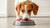 Should I Feed Raw Food to My Dog? Exploring the Pros and Cons of a Raw Diet