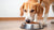 Should I Give My Dog Dry or Wet Food? Exploring the Best Options for Your Furry Friend