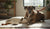 Should I Give My Dog High Protein Food? Understanding the Benefits and Risks-141417382127
